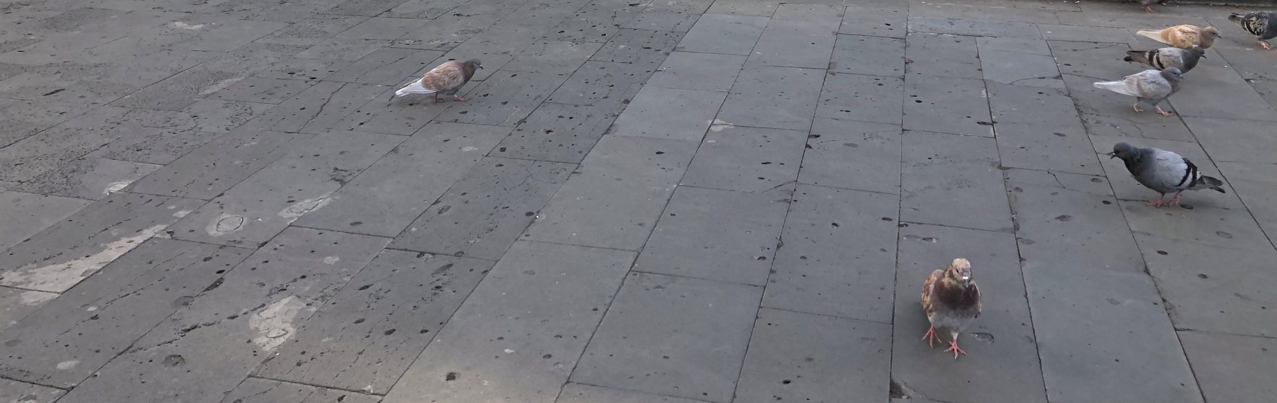 A flock of pigeons line the sidewalk below the Cascades monument in Yerevan, Armenia.